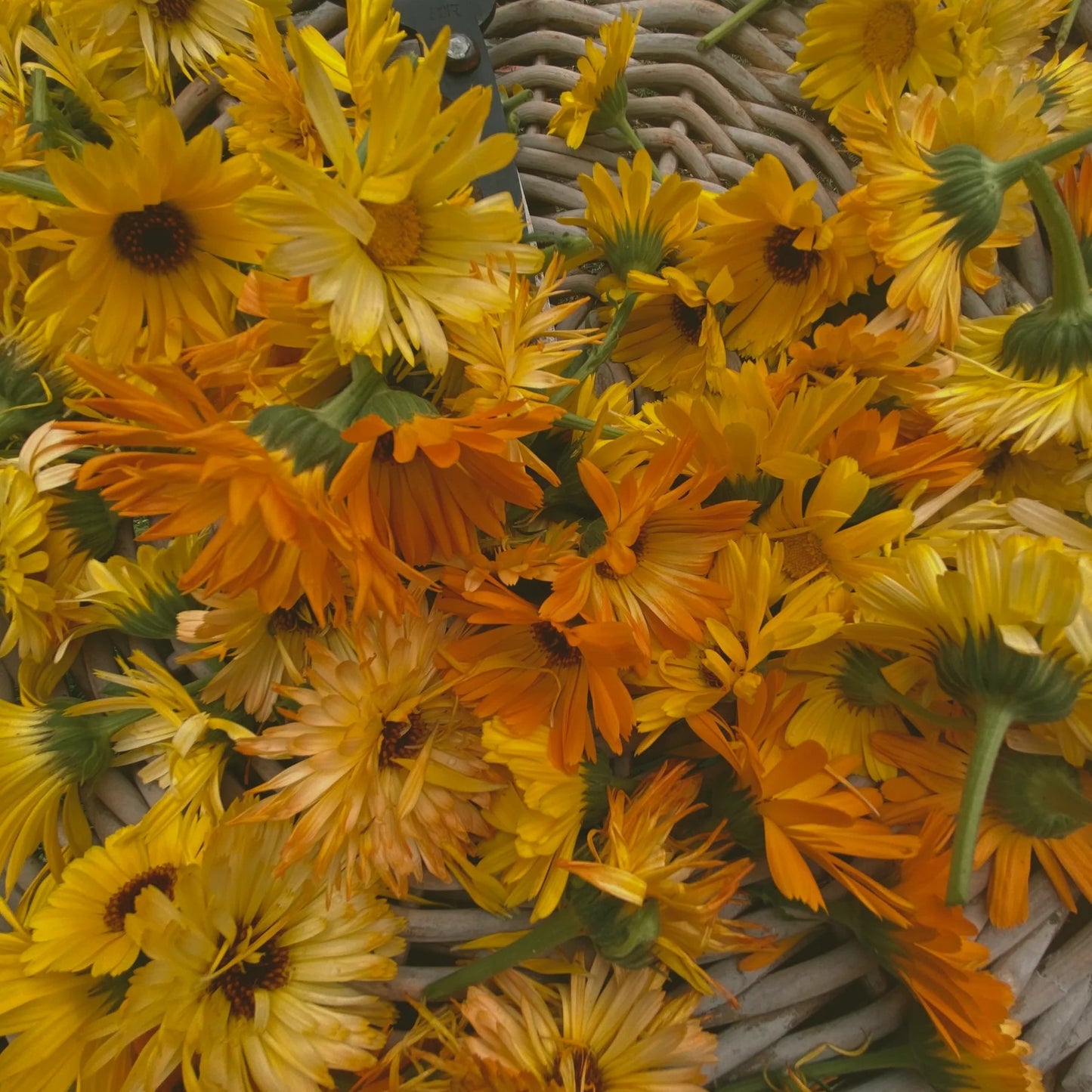 Close-up of a bunch of yellow and orange flowers with a woven basket in the background. LEPAAR Luminous Beauty Balm / Ultra Restorative Moisture Lock