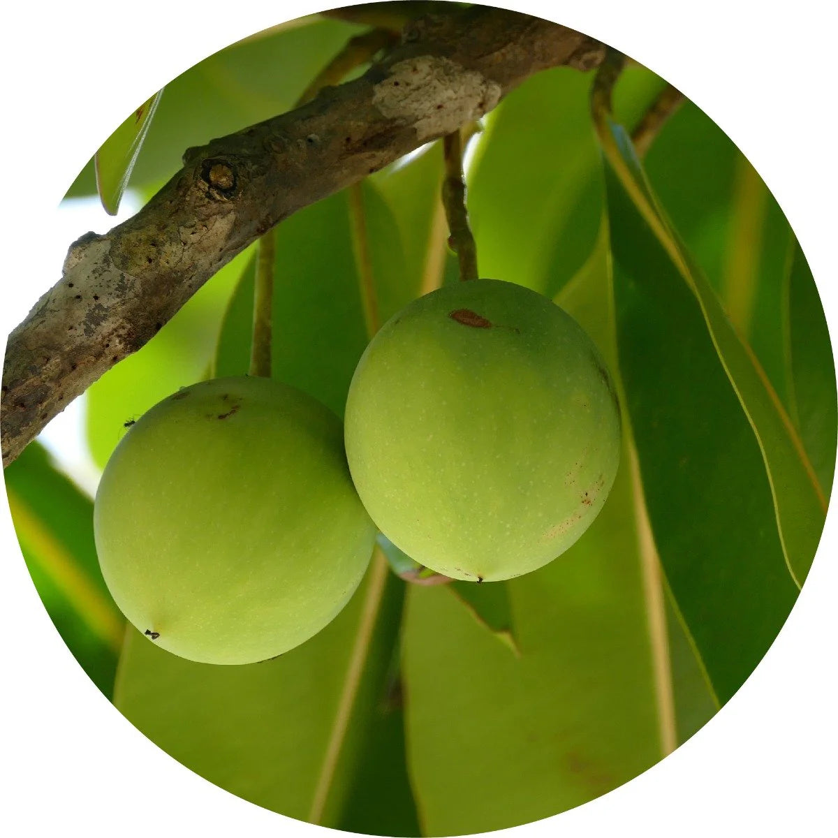 Living Libations Tamanu Carrier Oil – wildcrafted, cold-pressed, and deeply nourishing for the skin. ALWAYS SHOW