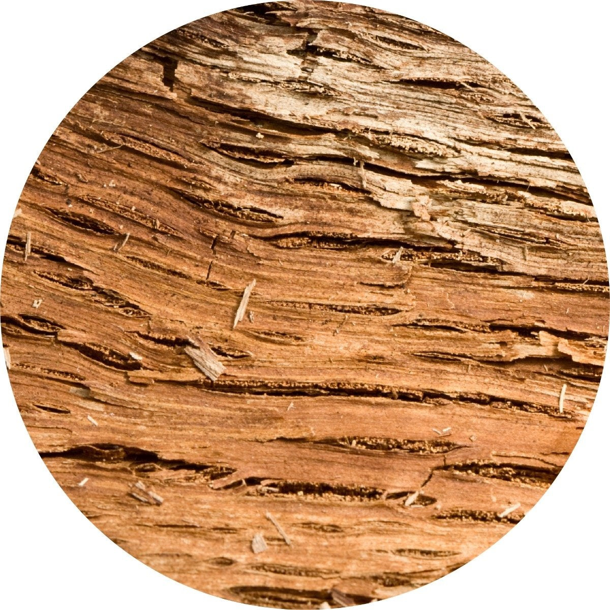 Agarwood Essential Oil – Living Libations