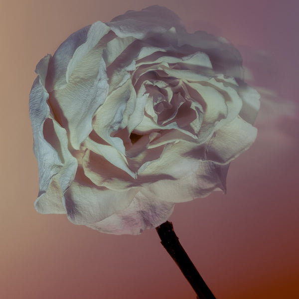 Close-up of a white rose with a blurred gradient background