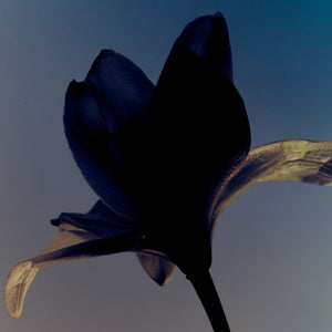 Dark blue tulip-like flower against a dark blue background