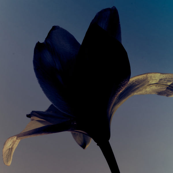 Dark blue tulip-like flower against a dark blue background