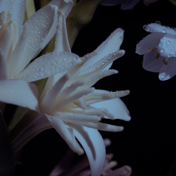 Close-up of a white flower with water droplets on a dark background
