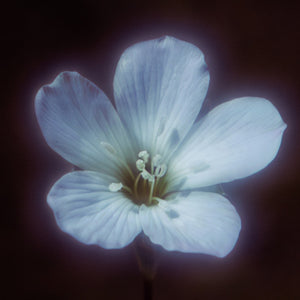 Close-up of a white flower with a dark background