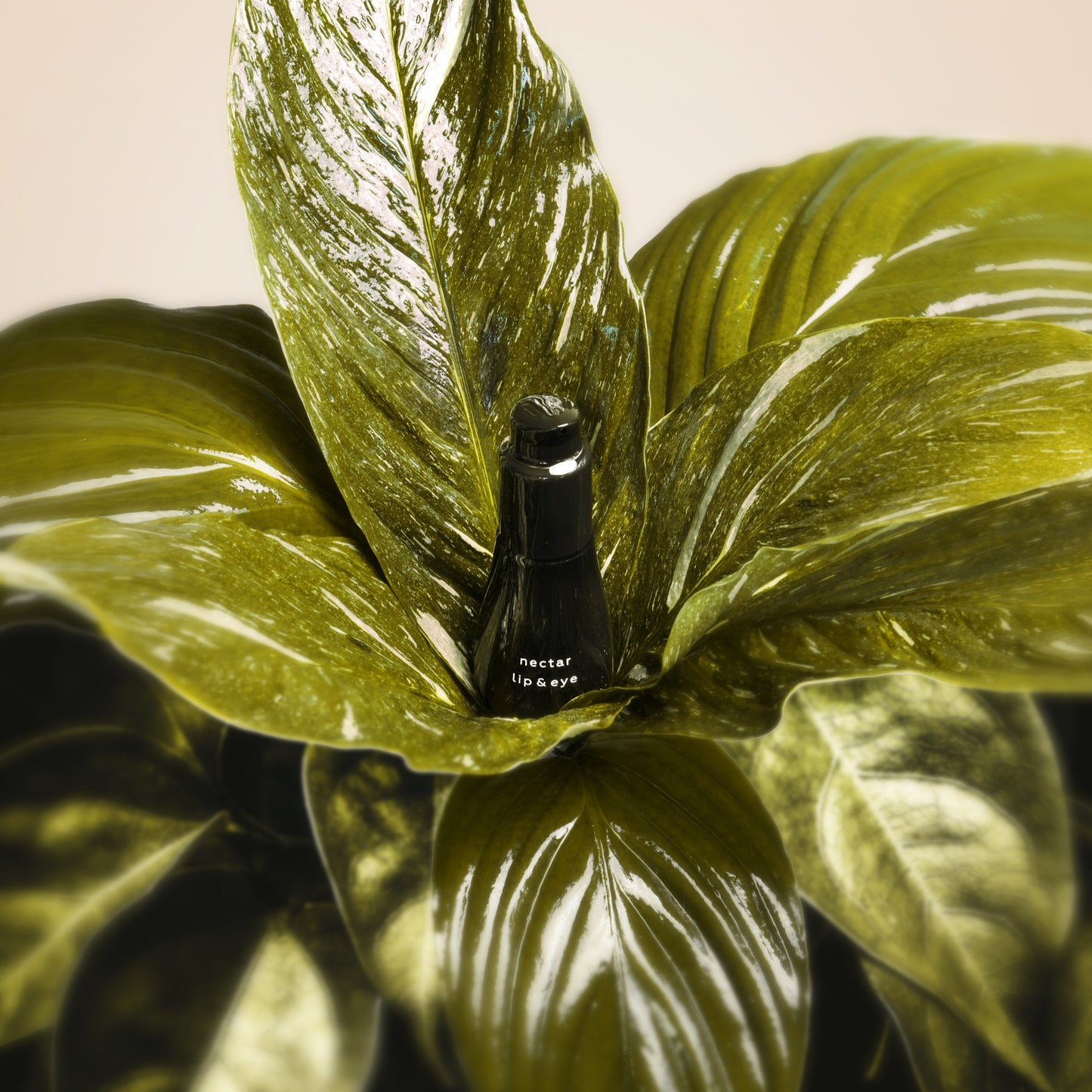 AYUNA nectar lip & eye