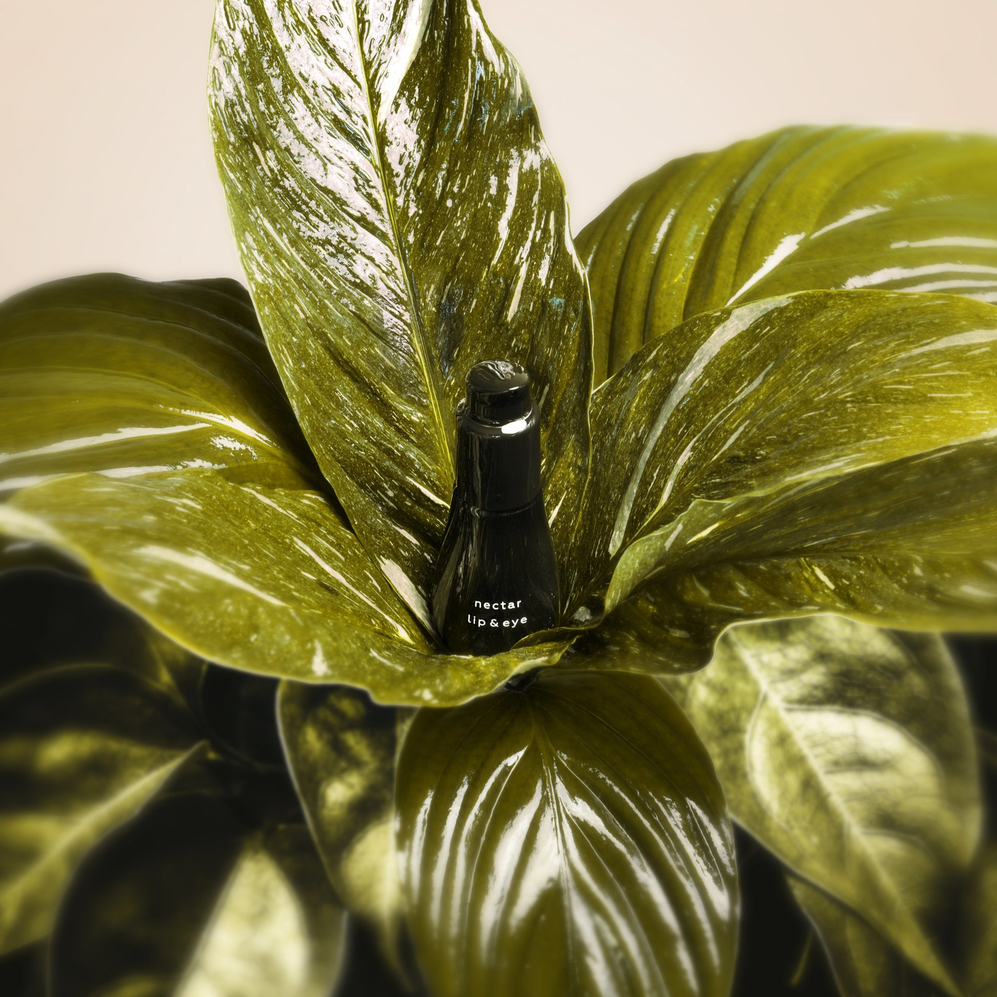 AYUNA nectar lip & eye