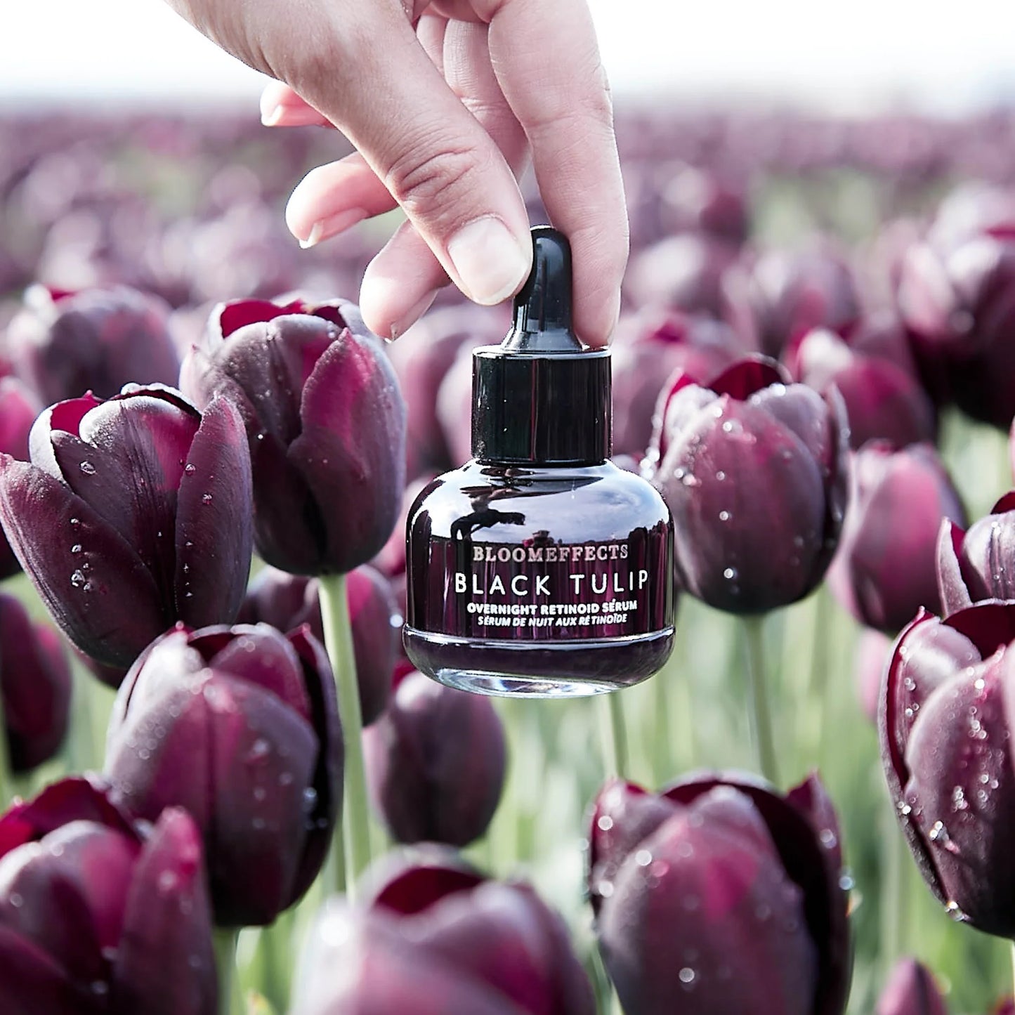 Bottle of Bloomeffects Black Tulip perfume held over a field of purple tulips.