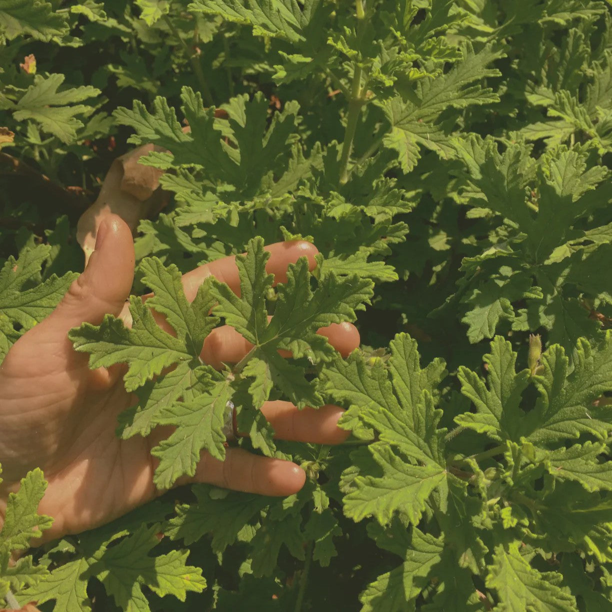 LEPAAR Revive Deep Cleansing Oil / Purifying