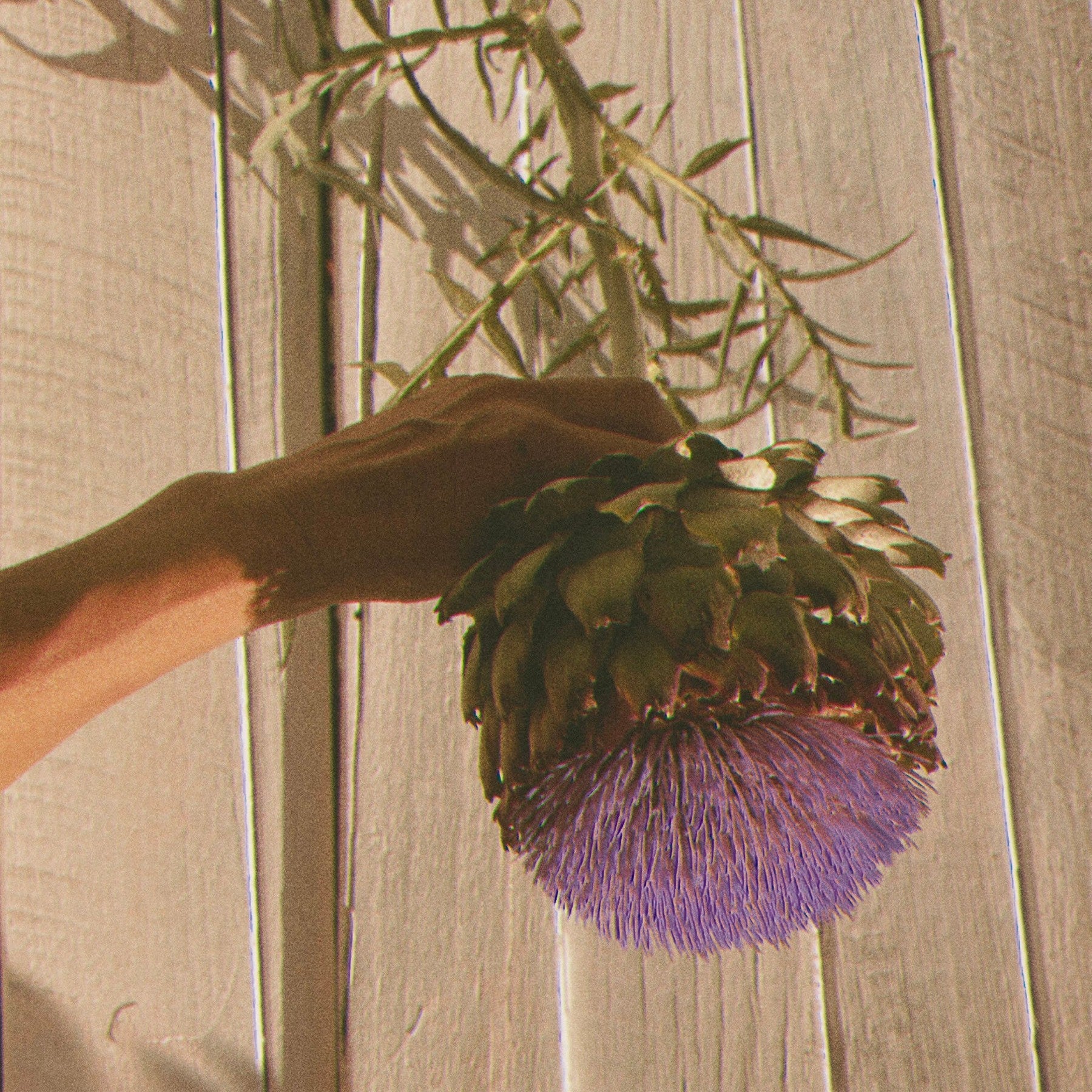 Hand holding a large artichoke against a wooden background. LEPAAR Serenity Evening Balsam