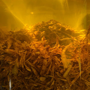 LEPAAR Transforming Eye Balm / Zero Essential Oil