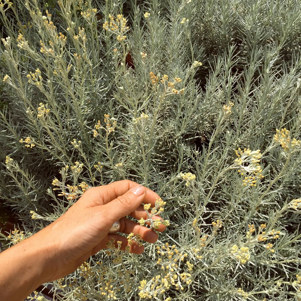 Hand holding a small plant with grayish-green leaves and yellow flowers in front of a bush with similar foliage. LEPAAR Zen Matcha Cashmere / Reforming Night Serum
