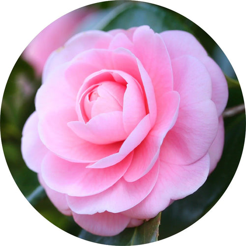 LIVING LIBATIONS Camellia Carrier Oil 15ml
