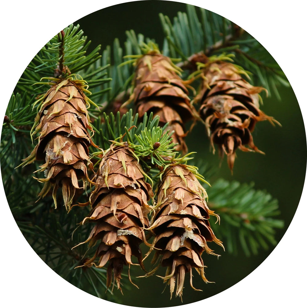 Living Libations Fir Bark, Douglas Essential Oil, distilled from wild-crafted trees for a fresh, coniferous scent ALWAYS SHOW