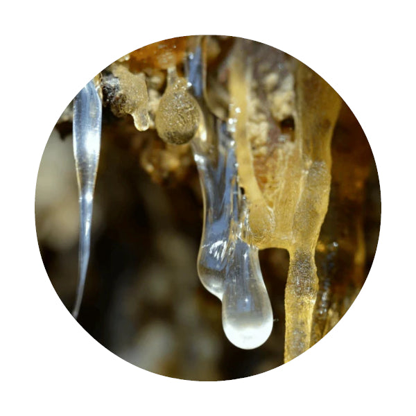 LIVING LIBATIONS Forest Amber Essential Oil ALWAYS SHOW