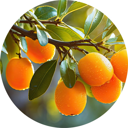 LIVING LIBATIONS Kumquat Essential Oil ALWAYS SHOW