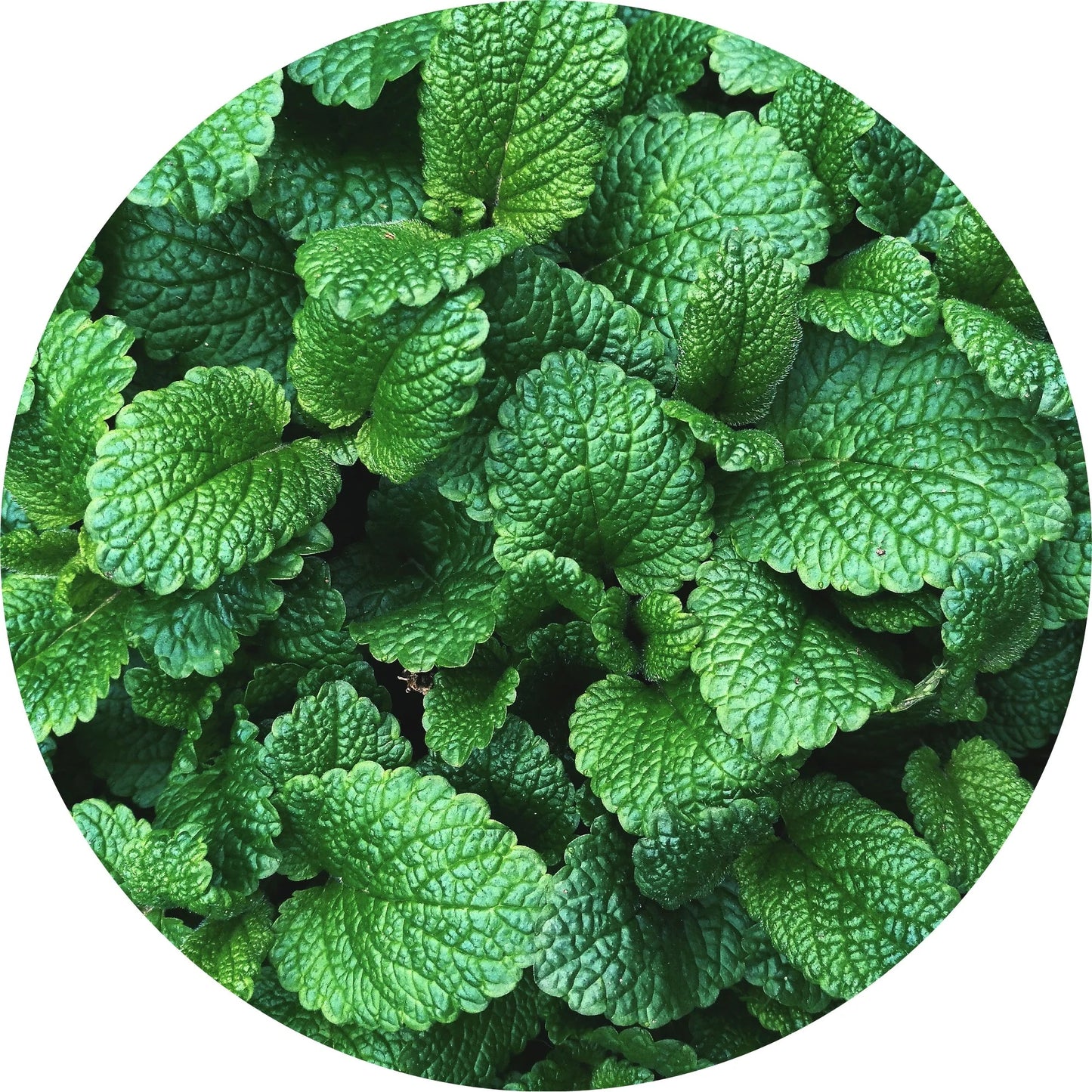 LIVING LIBATIONS Mint, Mountain Essential Oil ALWAYS SHOW