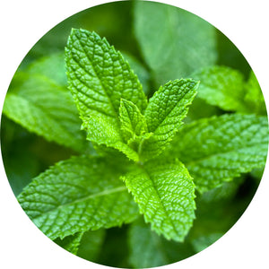 LIVING LIBATIONS Peppermint Willamette Essential Oil