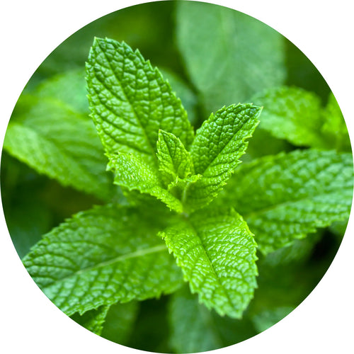 LIVING LIBATIONS Peppermint Willamette Essential Oil