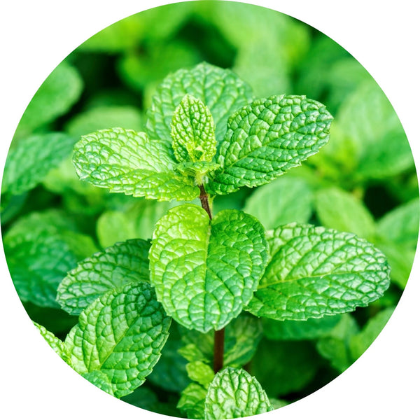 LIVING LIBATIONS Peppermint Willamette Essential Oil