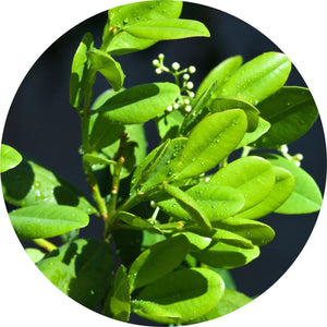 Close-up of green leaves with water droplets on a dark background, this is the plant ravensara. ALWAYS SHOW