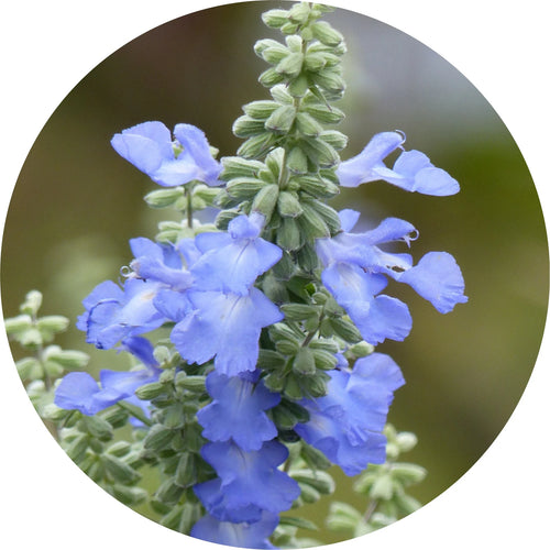 LIVING LIBATIONS Sage, Blue Mountain Essential Oil ALWAYS SHOW