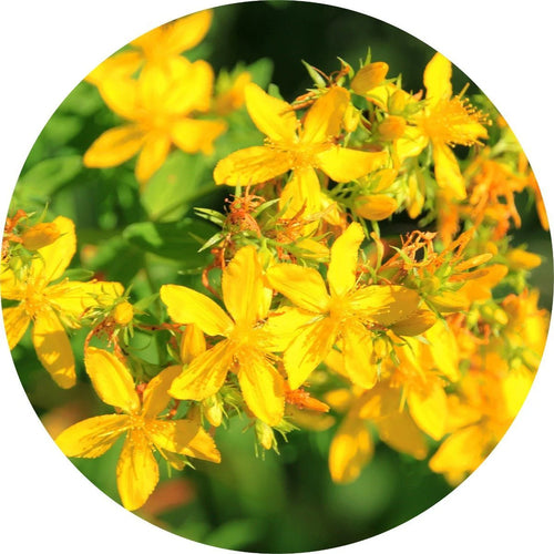  Living Libations Saint Johnswort Carrier Oil – wildcrafted, sun-infused, and deeply nourishing for the skin. ALWAYS SHOW