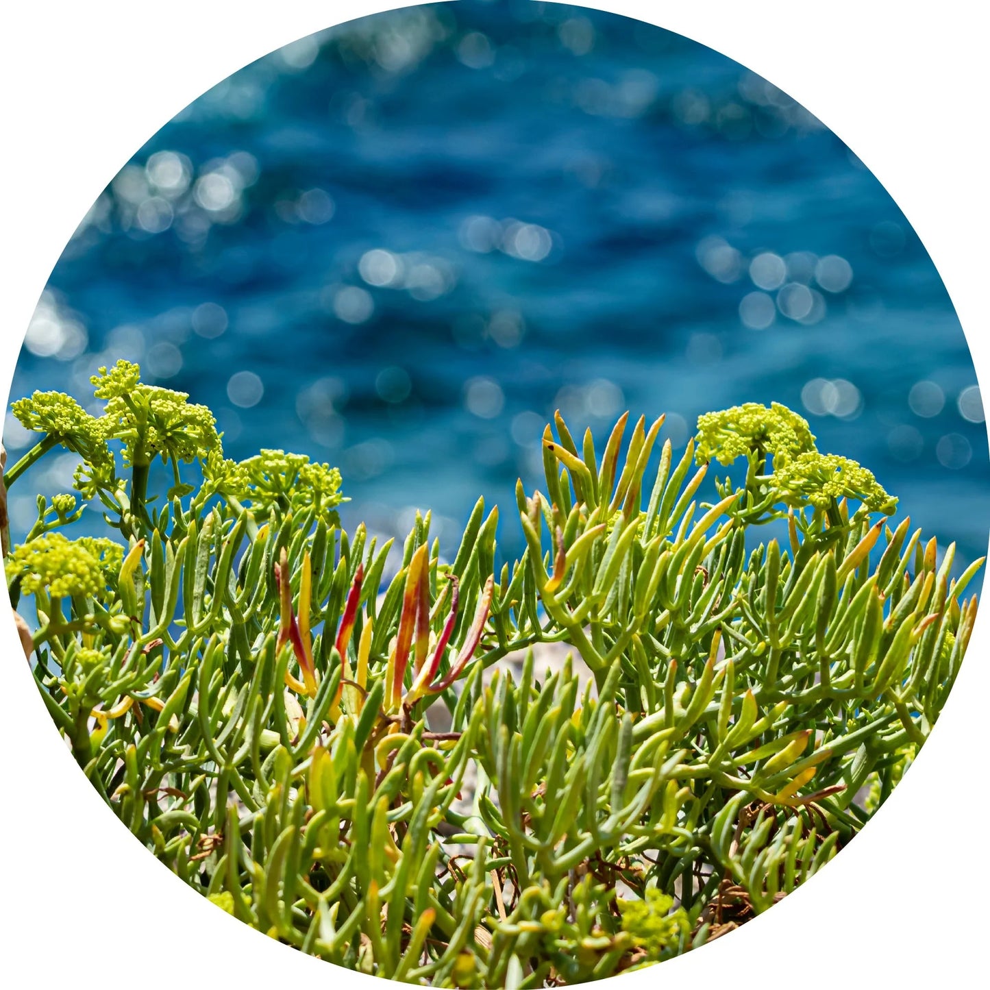 Living Libations Sea Fennel Essential Oil – a refreshing, skin-smoothing essential oil with a sweet, earthy aroma sourced from wild-grown plants along Greece’s coast. ALWAYS SHOW