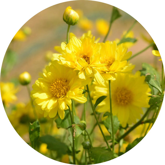 Sun Gold Daisy Essential Oil from Living Libations. Organic essential oil extracted from chrysanthemum flowers with a warm, earthy, and floral scent. Ideal for perfumes, colognes, and relaxation. ALWAYS SHOW