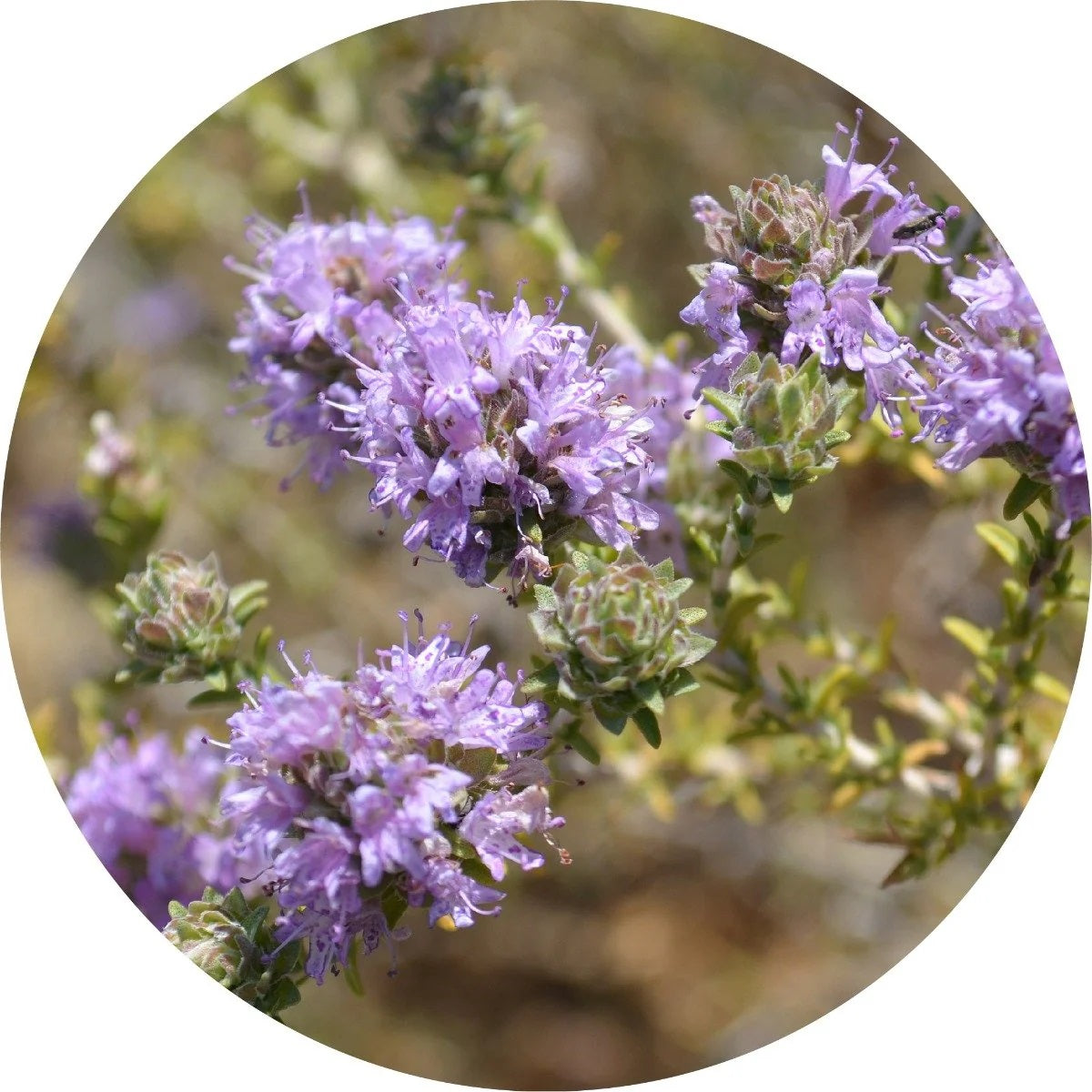 LIVING LIBATIONS Thyme Essential Oil ALWAYS SHOW