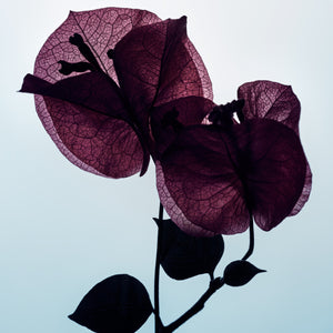 MANASI 7 Barrier Booster Limited Edition Box