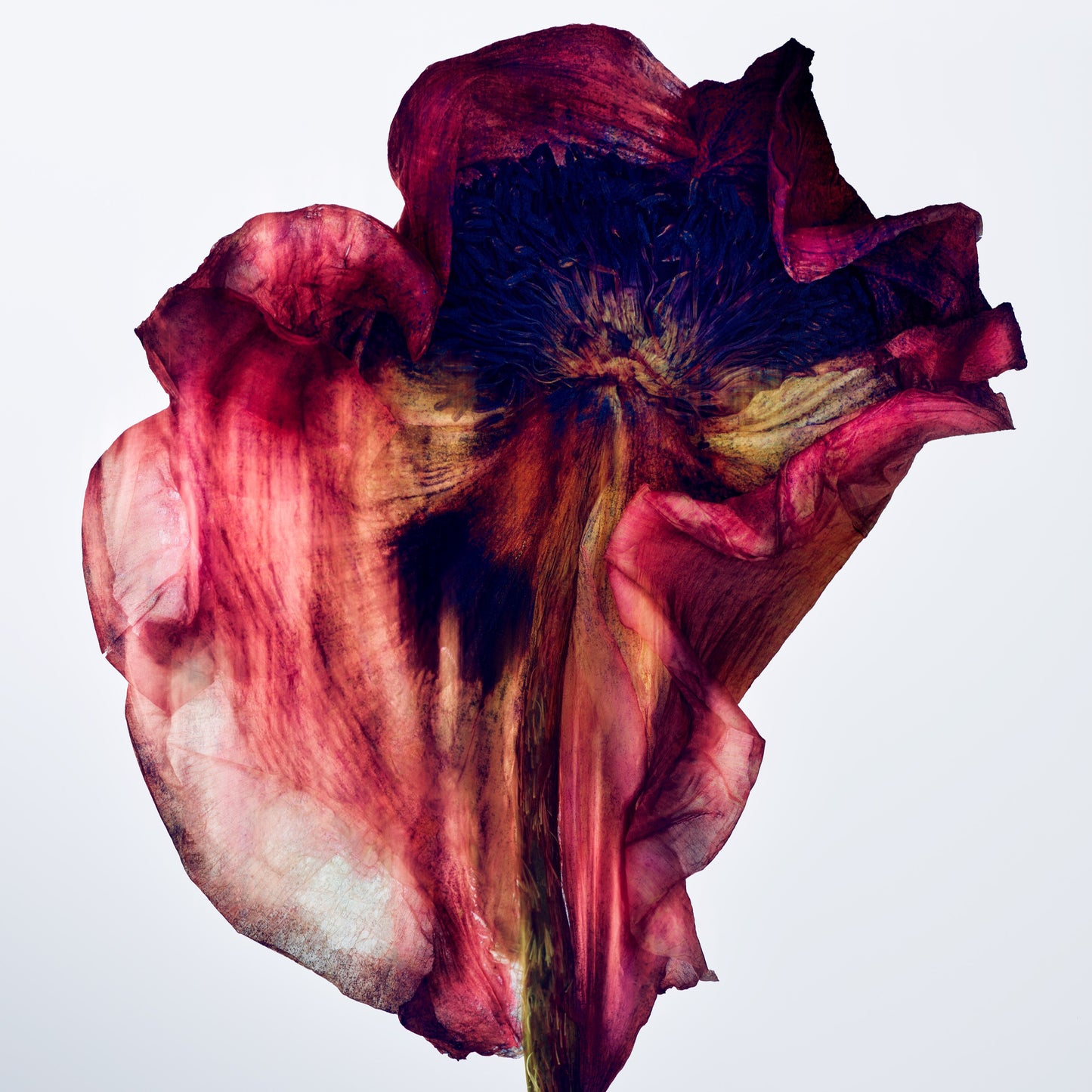 MANASI 7 The Neutral Edit Limited Edition Box