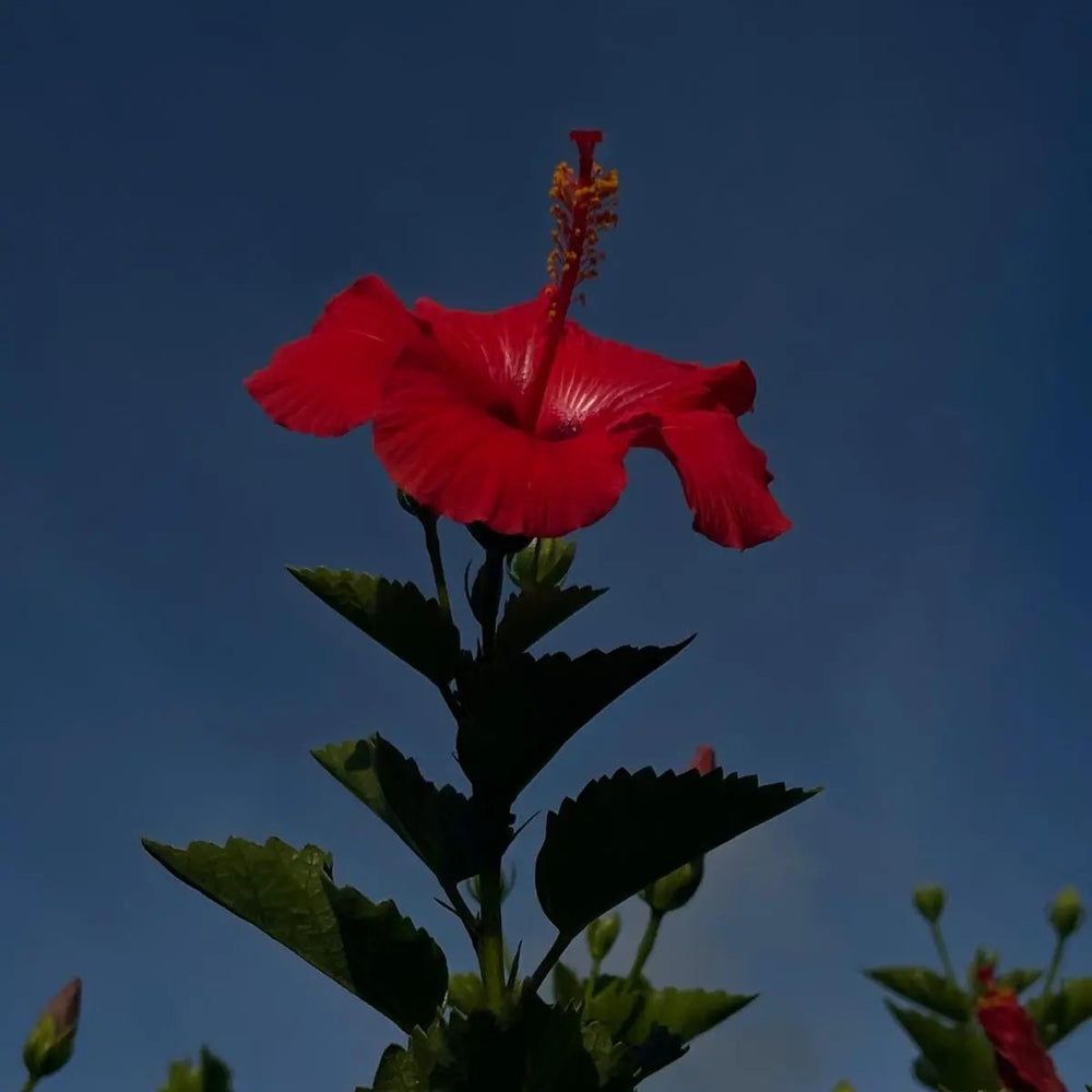 Monastery Made x Coppola Hideaways Hydrating Floral Essence bottle.