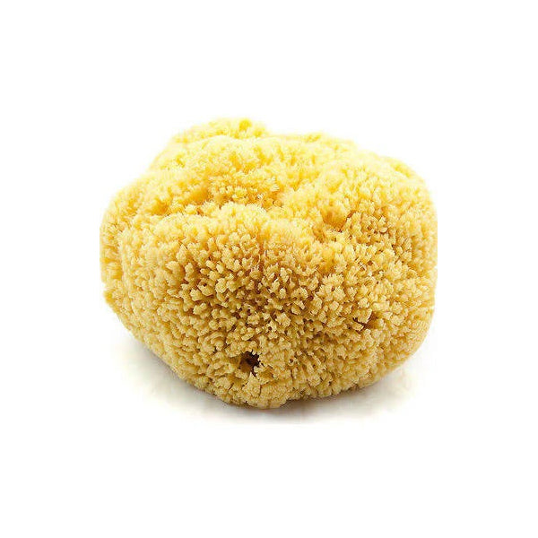 Natural sea sponge from The Body Deli shown dry, textured, and ready for gentle cleansing.