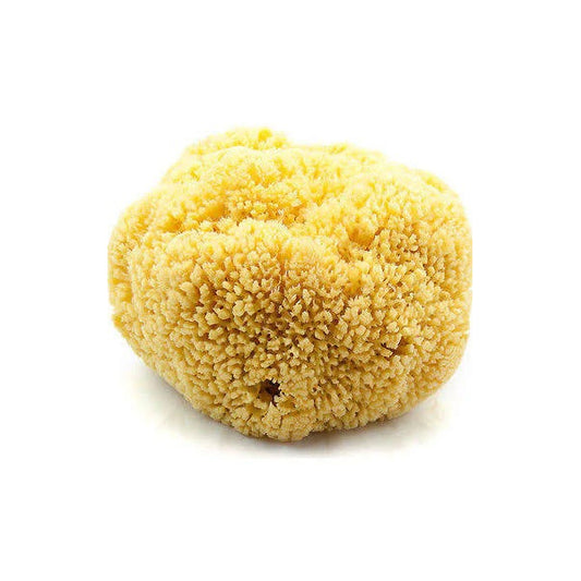 Natural sea sponge from The Body Deli shown dry, textured, and ready for gentle cleansing.