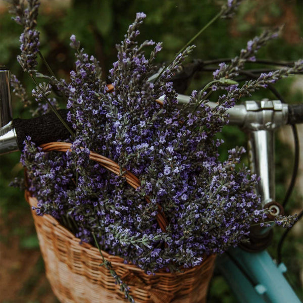 THE WITCHERY CPH Organic Lavender Mist