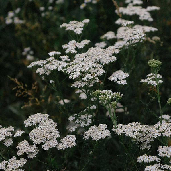 White yarrow flowers in delicate umbel clusters growing among green foliage.