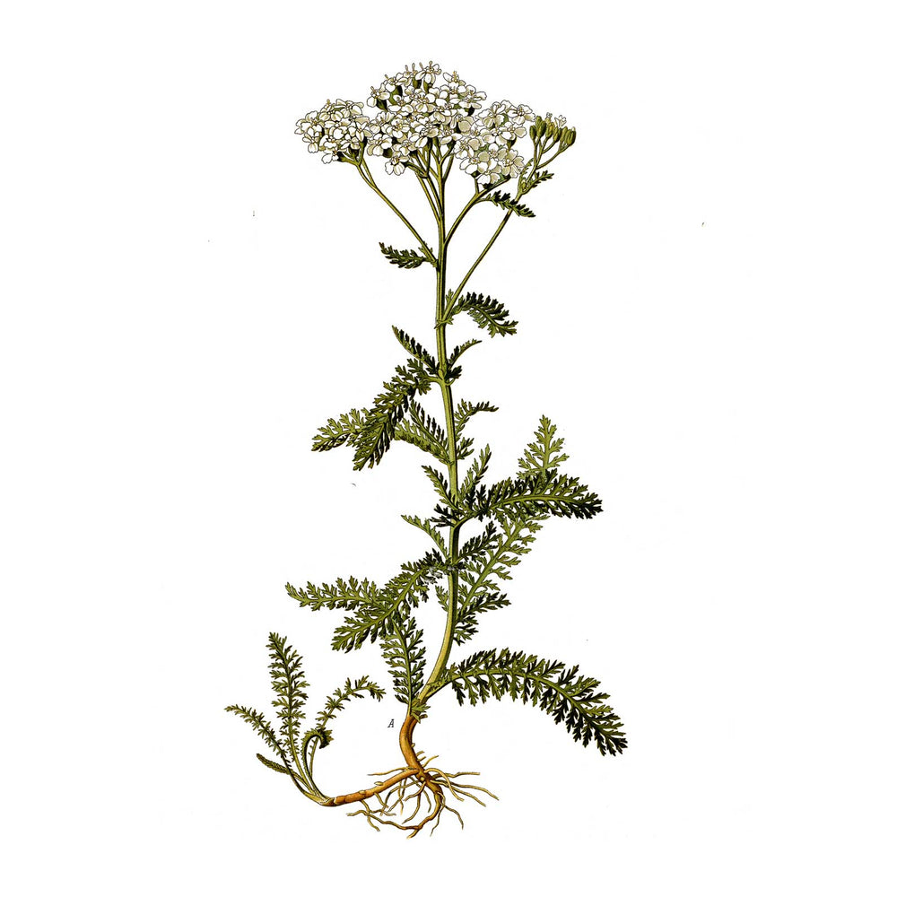 THE WITCHERY CPH Yarrow Face Tonic