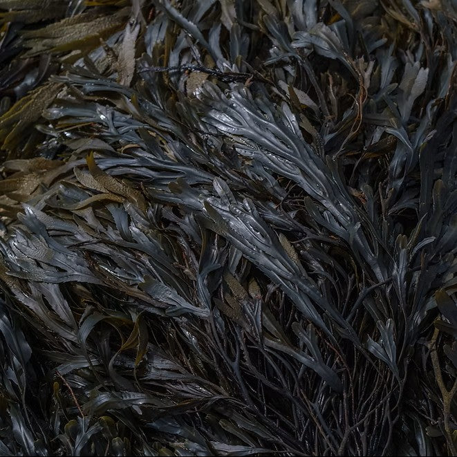 TIDELANDS HOUSE Labrador Leaf Reserve Botanical Creme Cleansing Bar