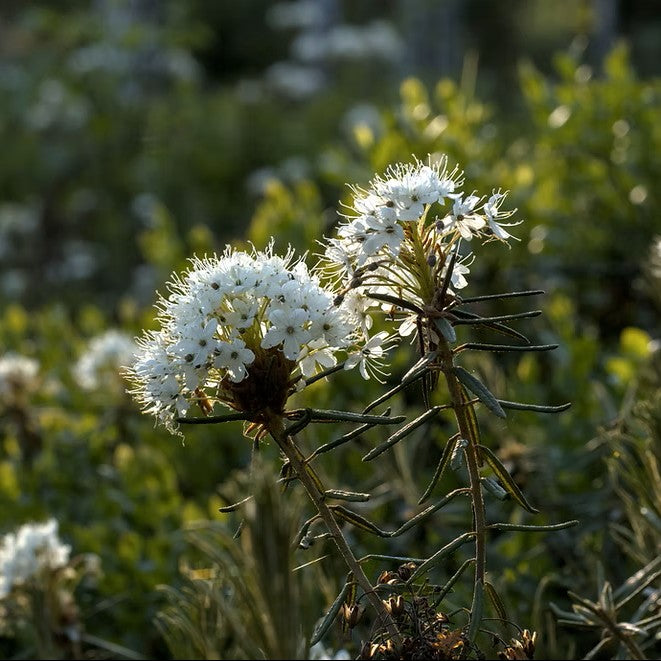 TIDELANDS HOUSE Labrador Leaf Reserve Botanical Creme Cleansing Bar
