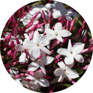 LIVING LIBATIONS Jasmine Attar Motia Essential Oil 2.5 5