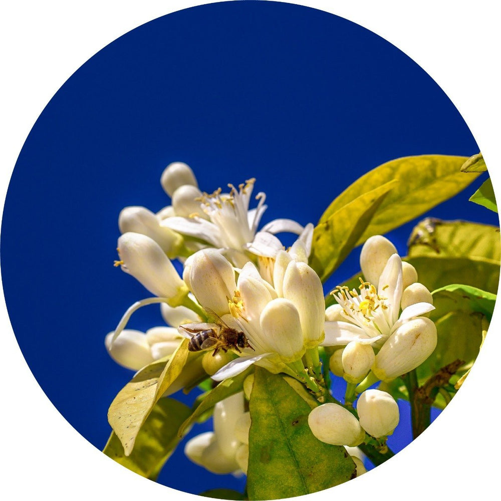 LIVING LIBATIONS Petitgrain Lemon Essential Oil 15