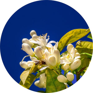 LIVING LIBATIONS Petitgrain Lemon Essential Oil 15