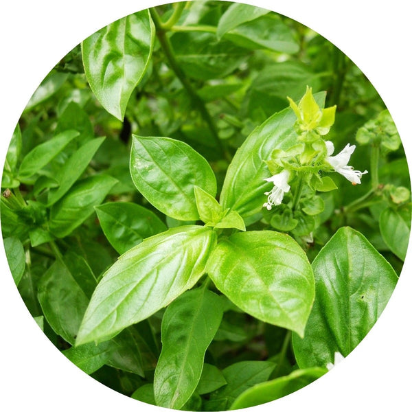 LIVING LIBATIONS Basil Essential Oil