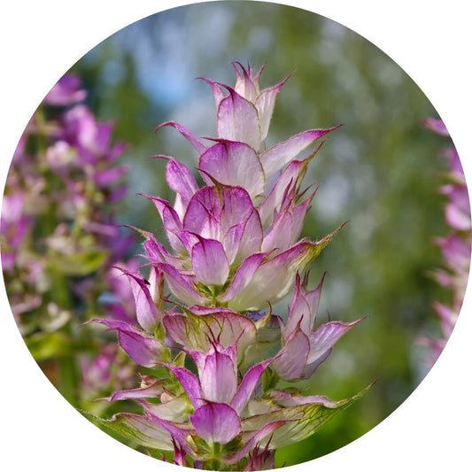 LIVING LIBATIONS Clary Sage Essential Oil 5 15