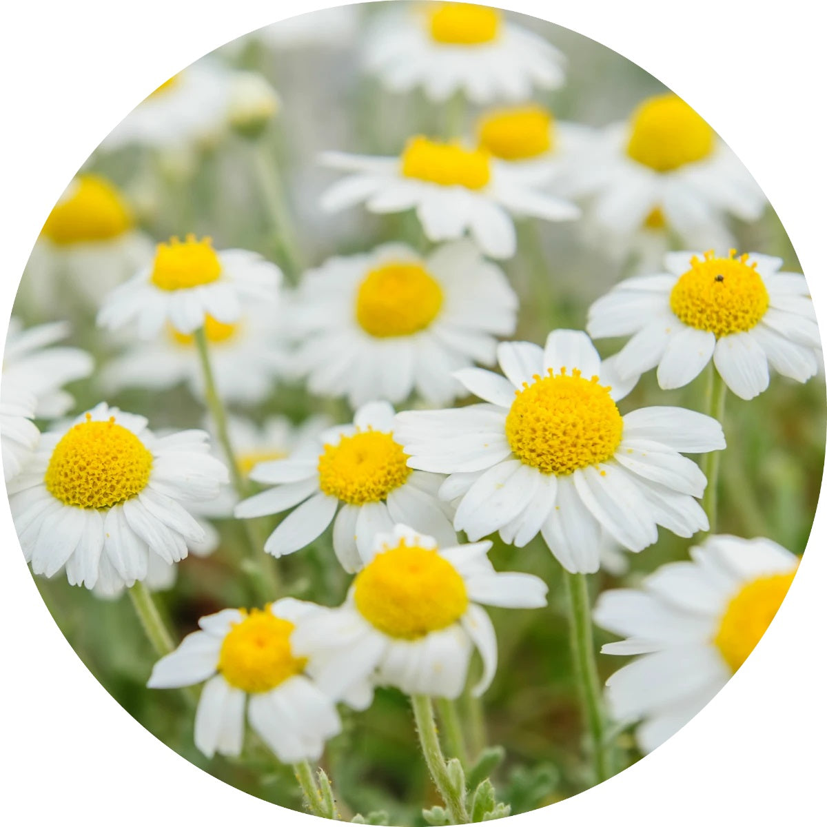 LIVING LIBATIONS Chamomile Essential Oil 5