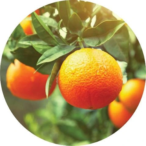 LIVING LIBATIONS Clementine Essential Oil 5 15