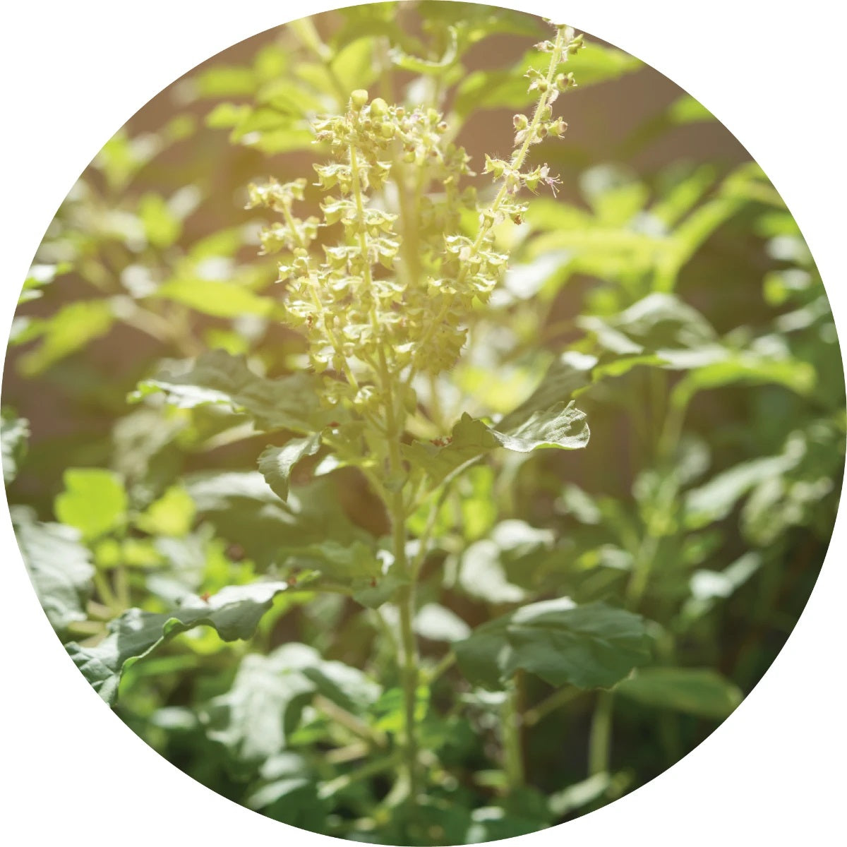 LIVING LIBATIONS Holy Basil Essential Oil 5 15