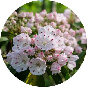 LIVING LIBATIONS Laurel Essential Oil ALWAYS SHOW