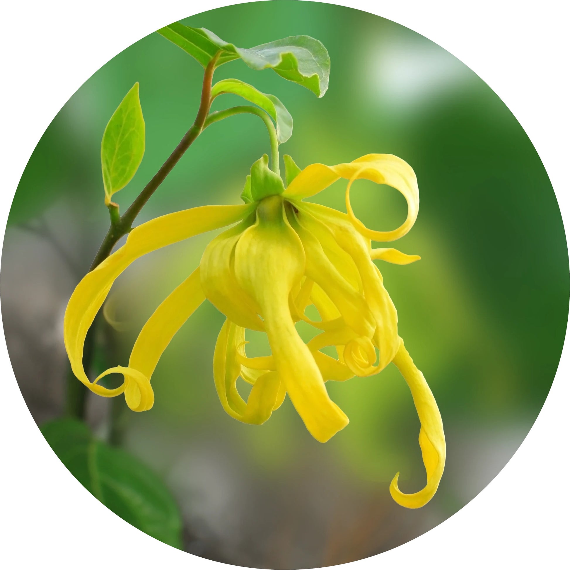 LIVING LIBATIONS Ylang Complete Essential Oil ALWAYS SHOW