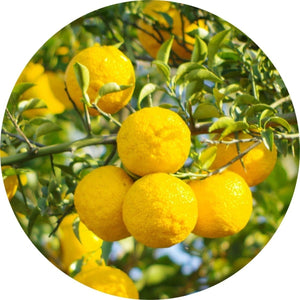 LIVING LIBATIONS Yuzu Essential Oil ALWAYS SHOW